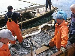 gubved_11032009174904