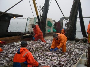salmon_20