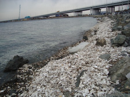 Погибшие моллюски(1)