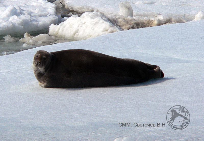 Светочев_заяц_СММ