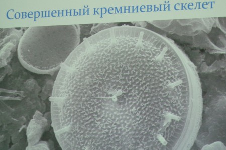 Микроводоросли: прекрасные и опасные
