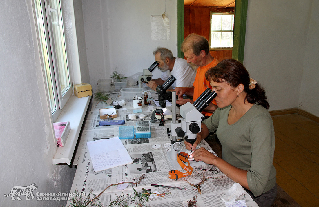 Разбор и консервация микоризных окончаний для анализа ДНК на кордоне Ясная (Пименова, Коваленко, Громыко)