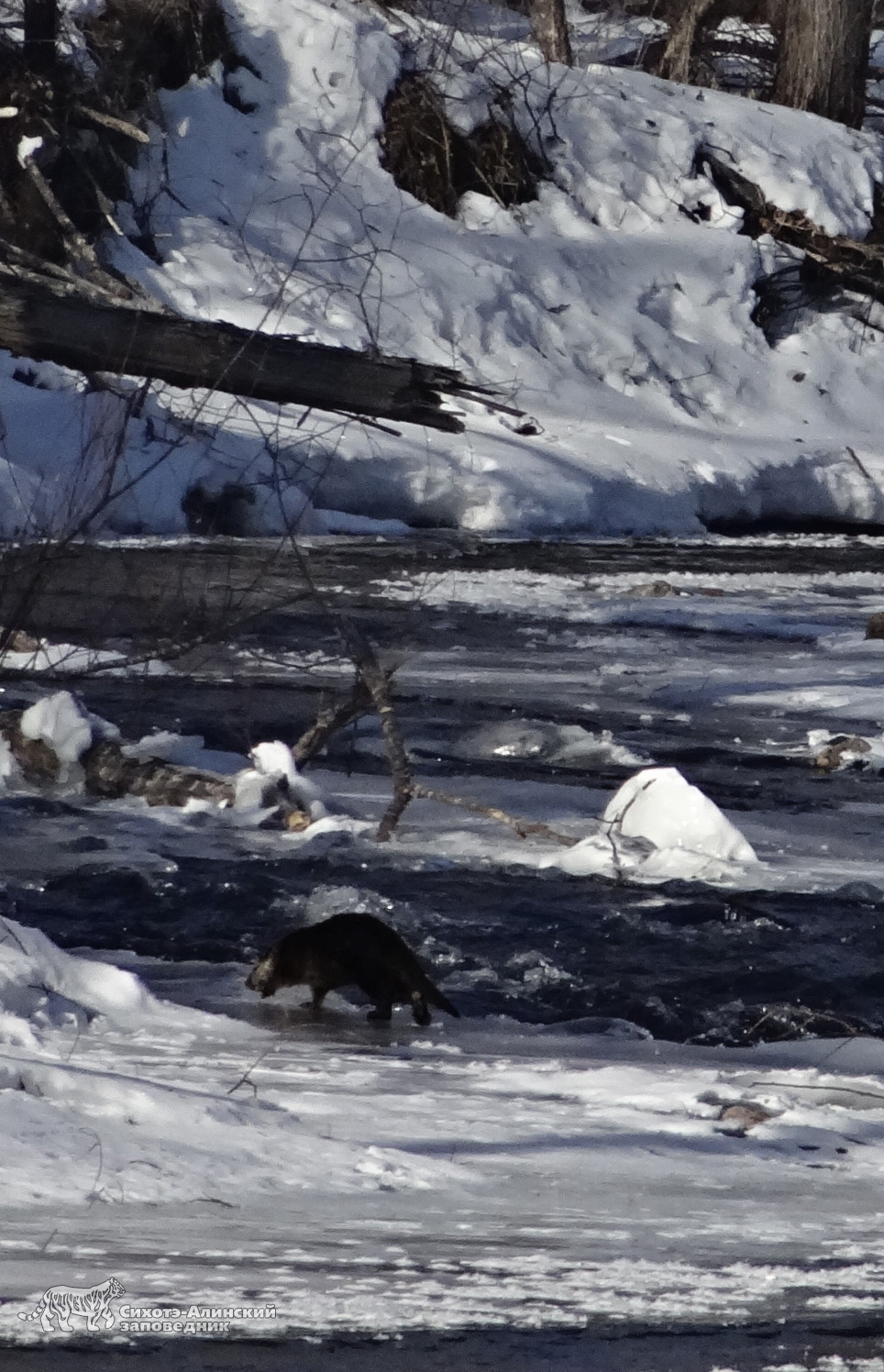 выдра новая