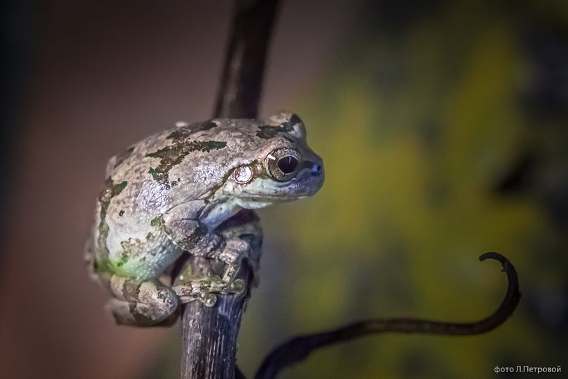 та сама квакша-путешественница===