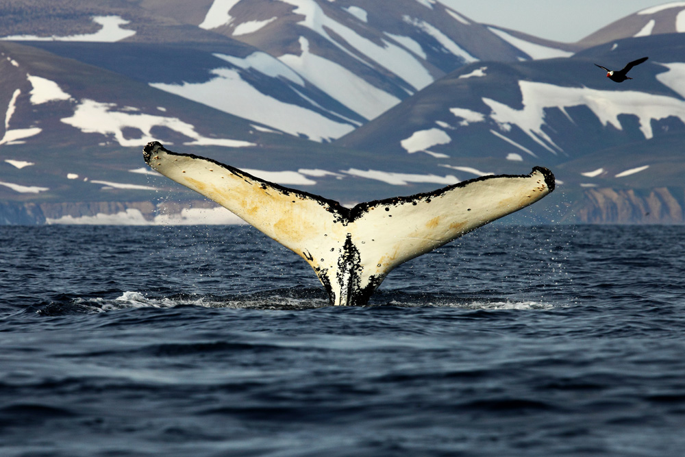 Евгений Мамаев. Горбатый кит Евгений Мамаев. Горбатый кит