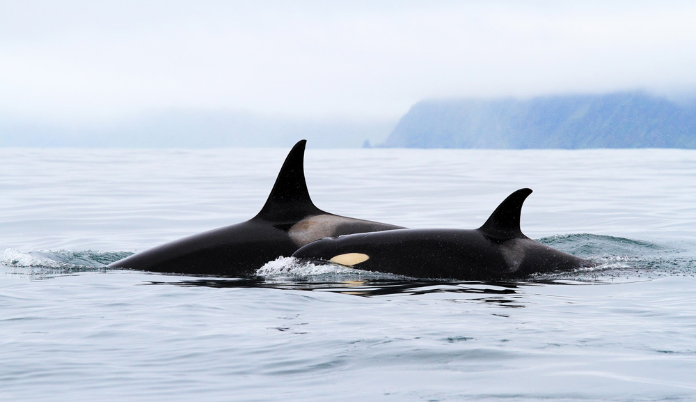 Евгений Мамаев. Косатки Евгений Мамаев. Косатки