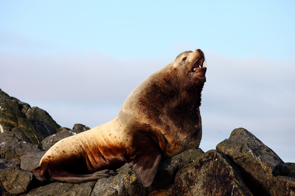 Евгений Мамаев. Сивуч Евгений Мамаев. Сивуч