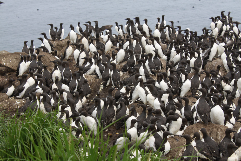 Евгений Мамаев. Птичий базар - кайры Евгений Мамаев. Птичий базар - кайры