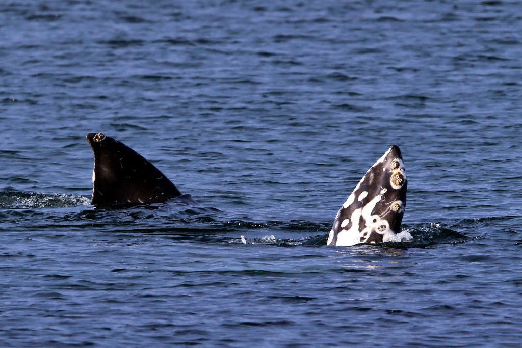 Серый кит у Командорских островов. Фотография Евгения Мамаева