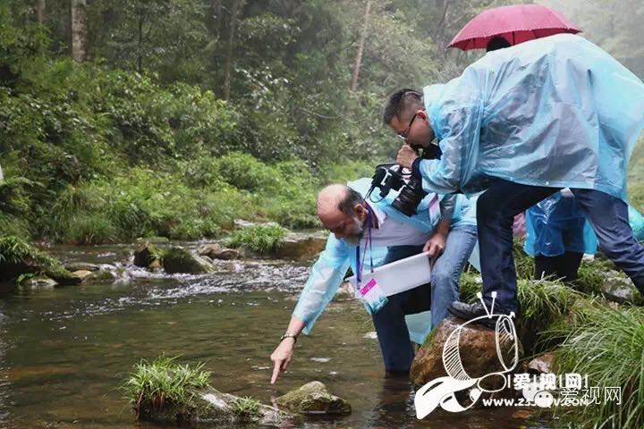 park salamander by . 