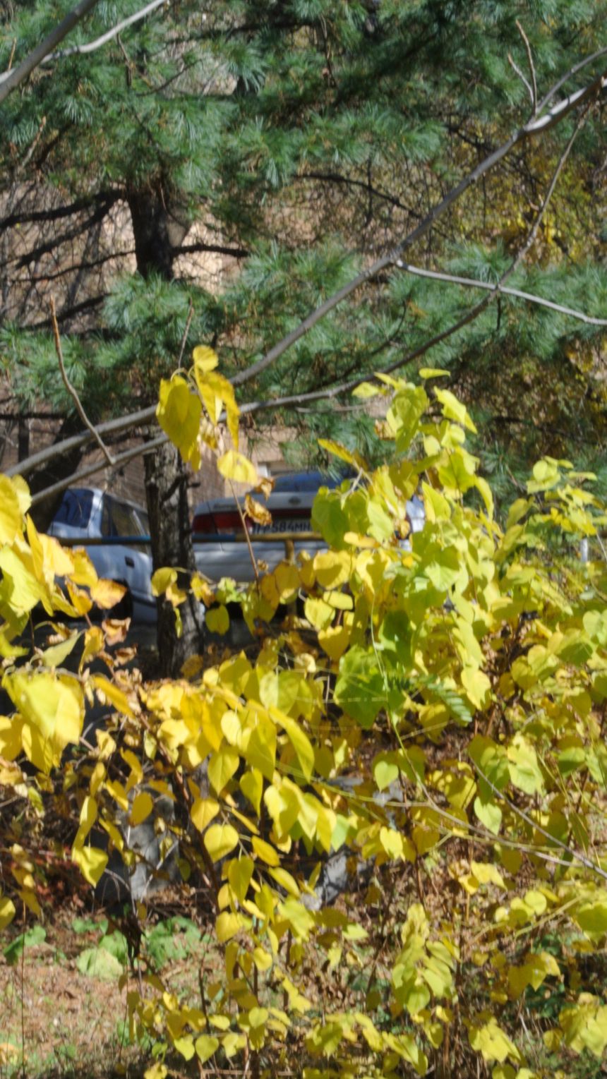 DSC_8733  жёлто-зелёное by . 