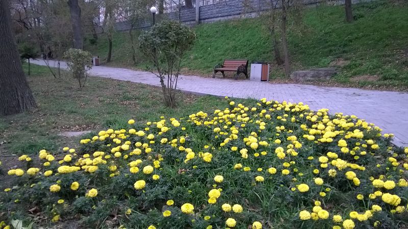 WP_20161021_003  88 by . 