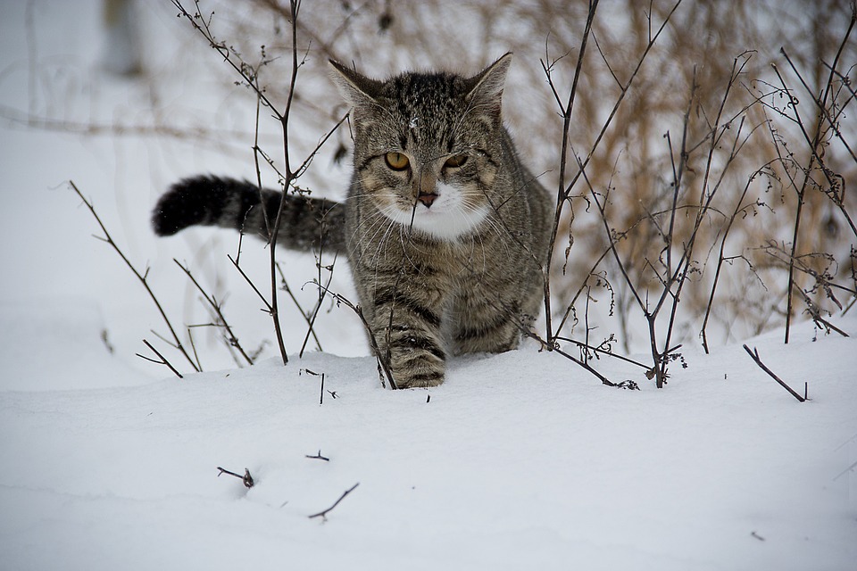 Снег
