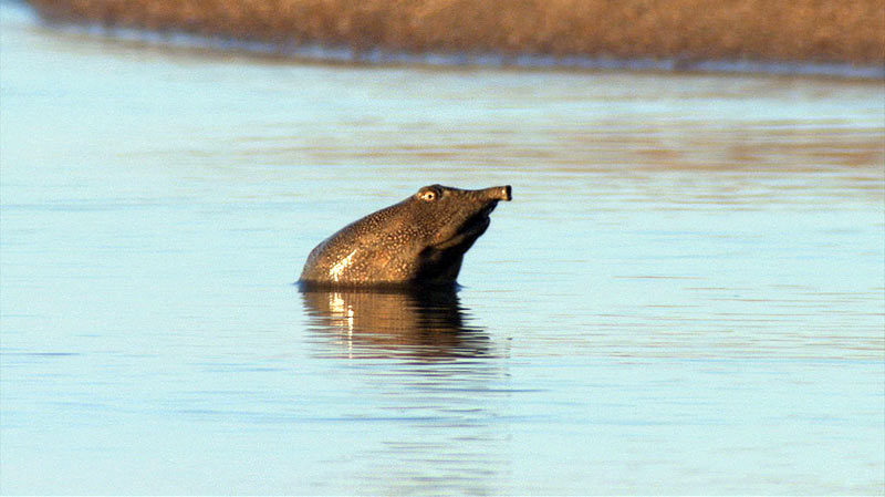 черепаха by . 