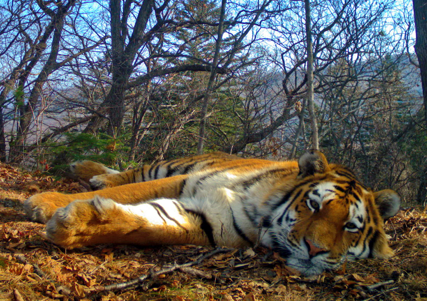Tigr-T-43M by . 