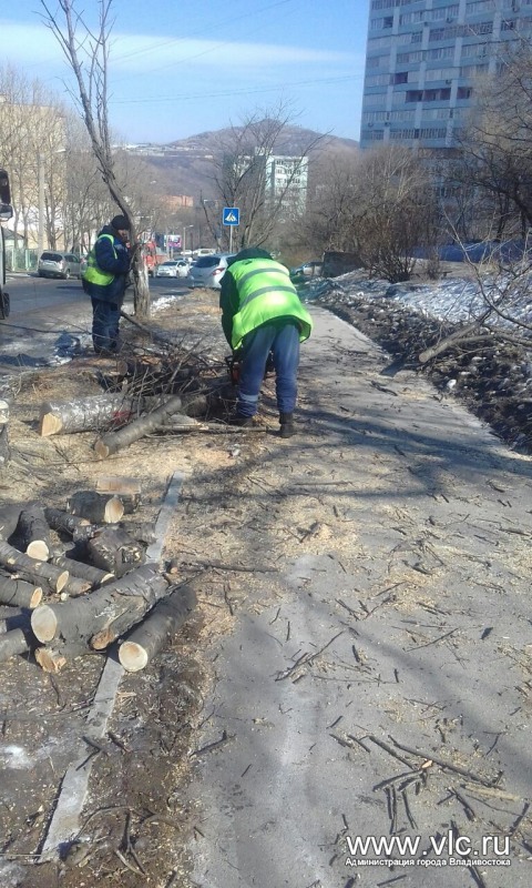 липы1 by . 