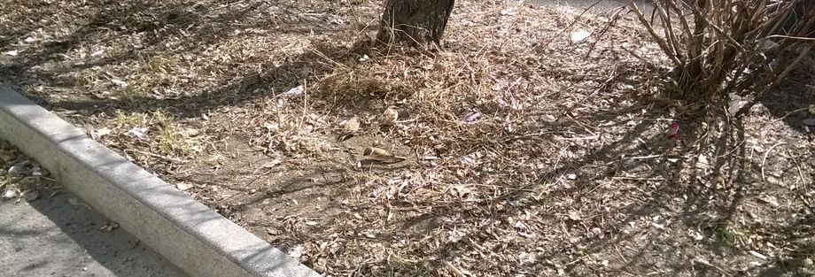WP_20170403_035 воробьи by . 