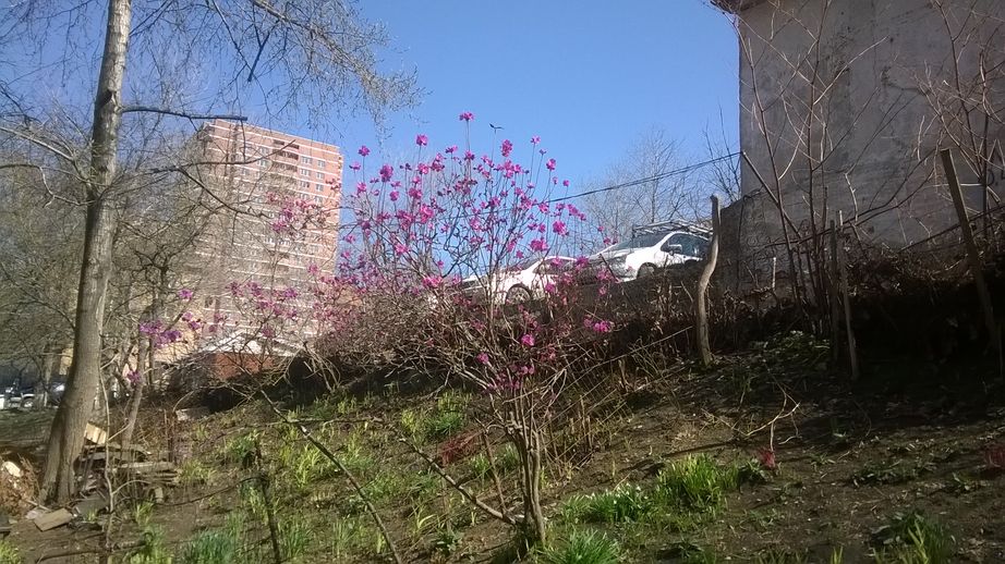 Багульник WP_20160424_001   99 by . 