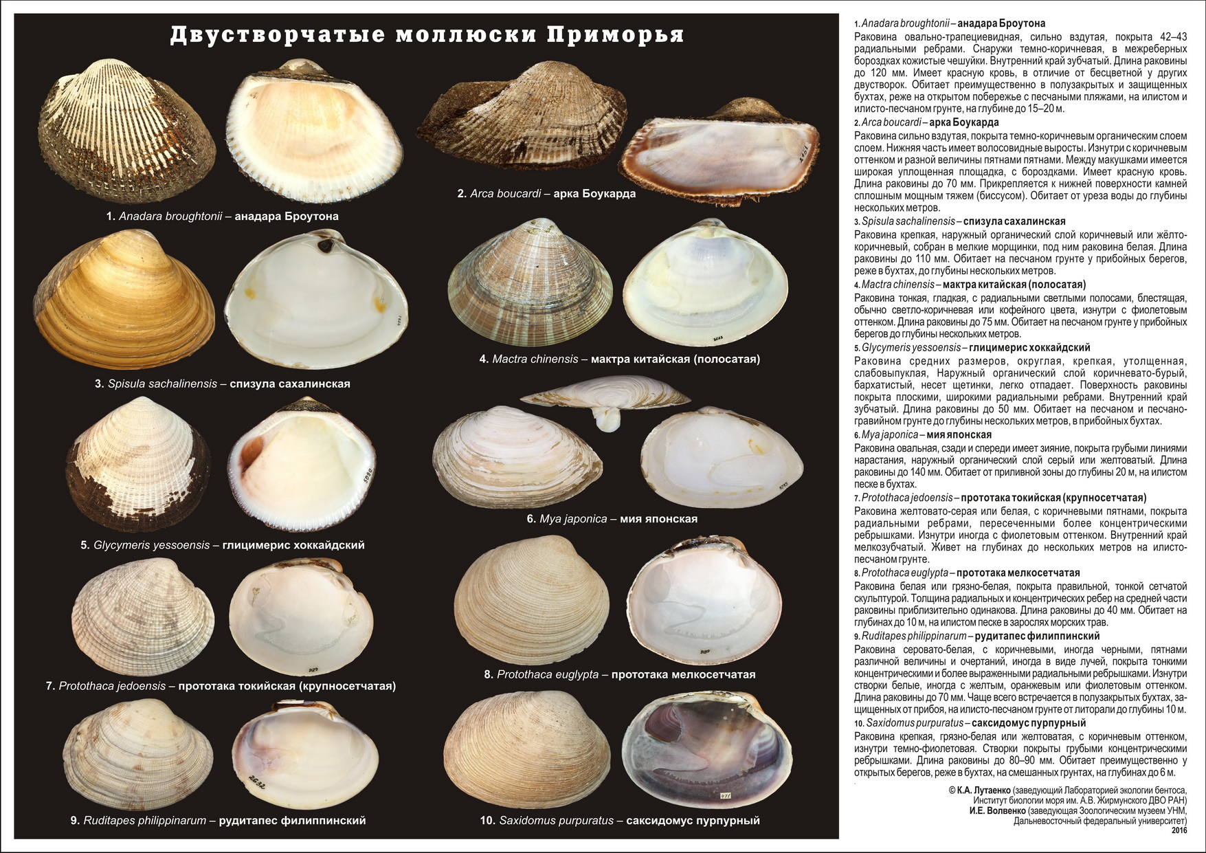 моллюски bivalves_page01 by . 