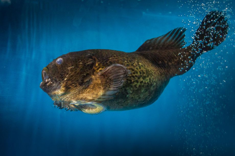 рыба лягушка 199 by . 