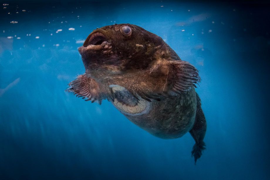 рыба лягушка 999 by . 