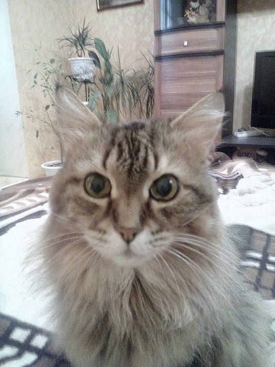 кот Кузя by . 