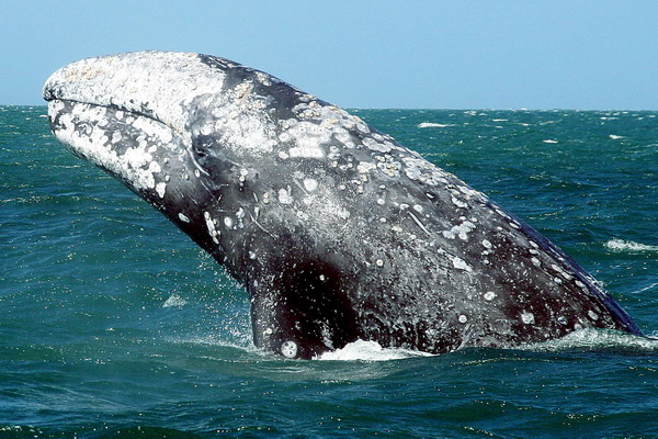 BALLENAS GRISES EN BAJA CALIFORNIA by . 
