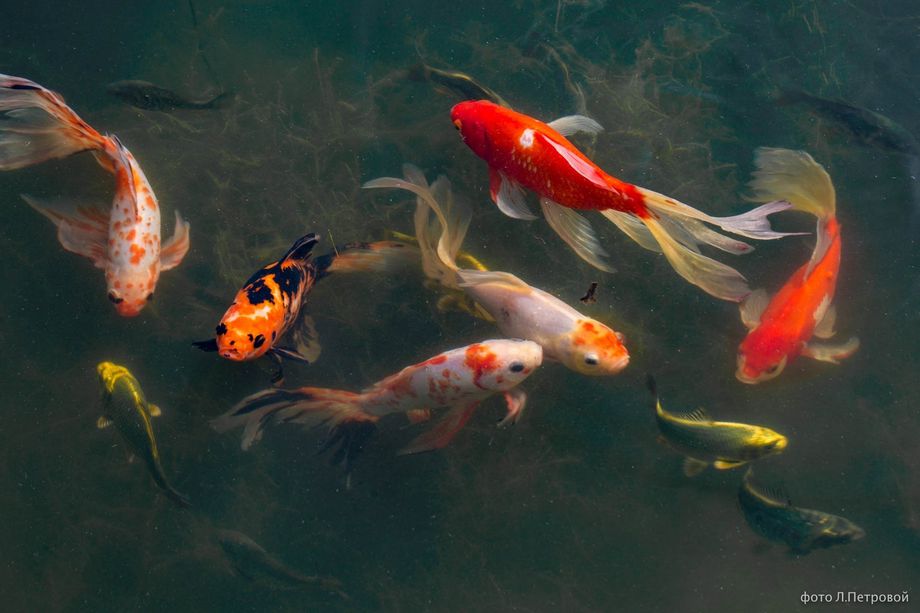 18ктбр2017 1а 99 18ктбр2017 1а 99 by .