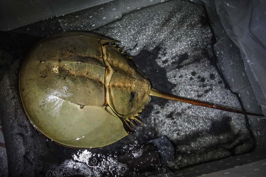 6окбр2017    1  999 by . 