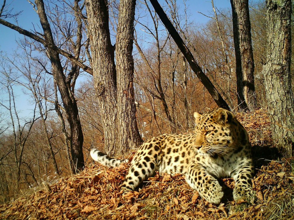 Dalnevostochnyj-leopard-Leo-12M-1024x768 by . 