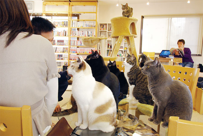 cafe-of-cats by . 