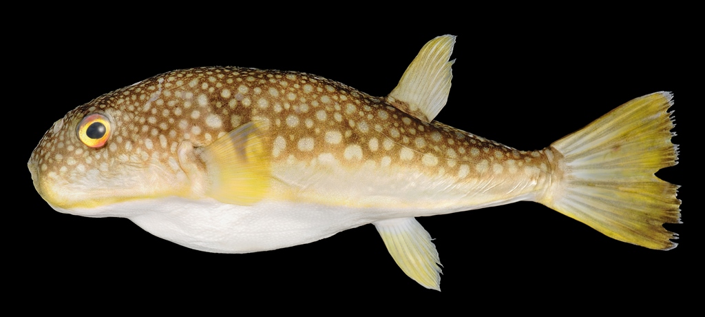 holotype_takifugu-flavipterus фугу by . 