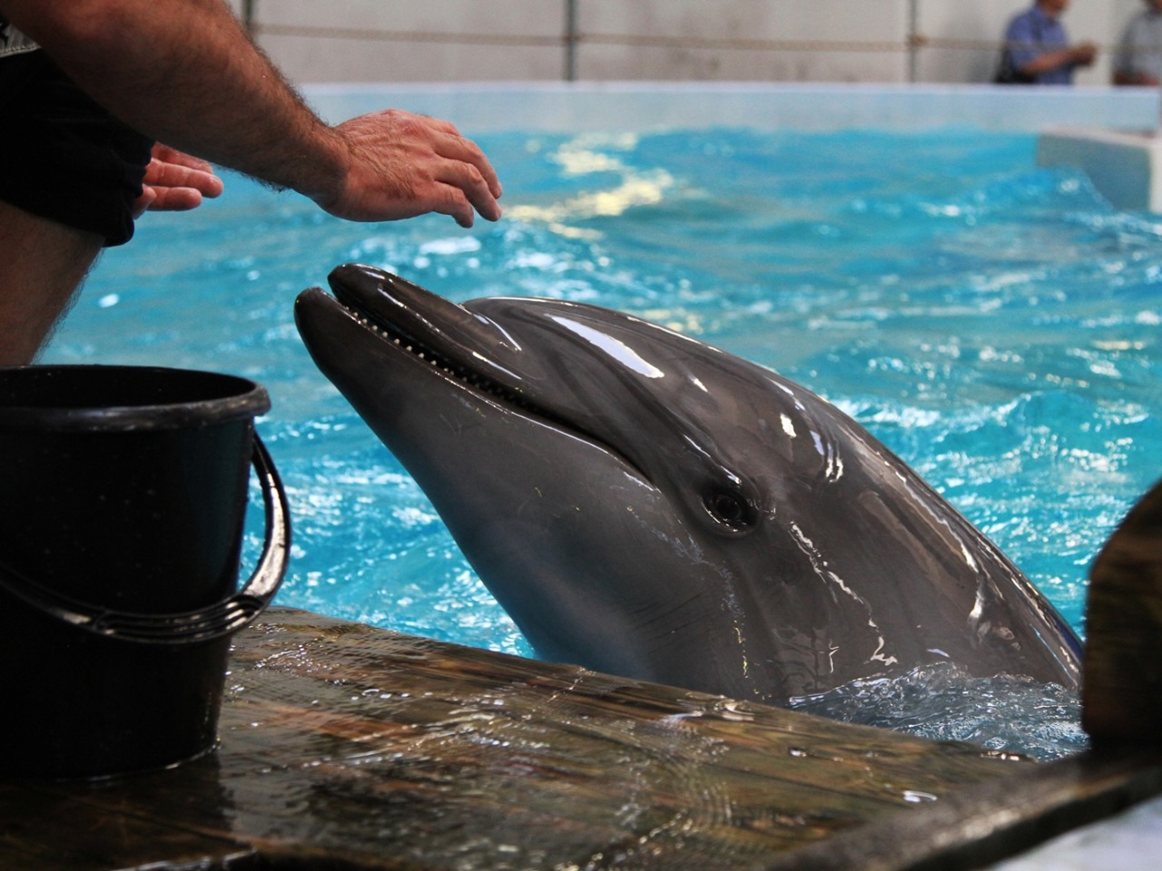 дельфинВасилий by . 