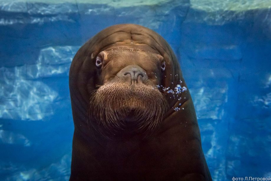 морж Миша 9 by . 