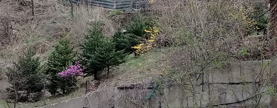 20180430_114737  багульник by . 