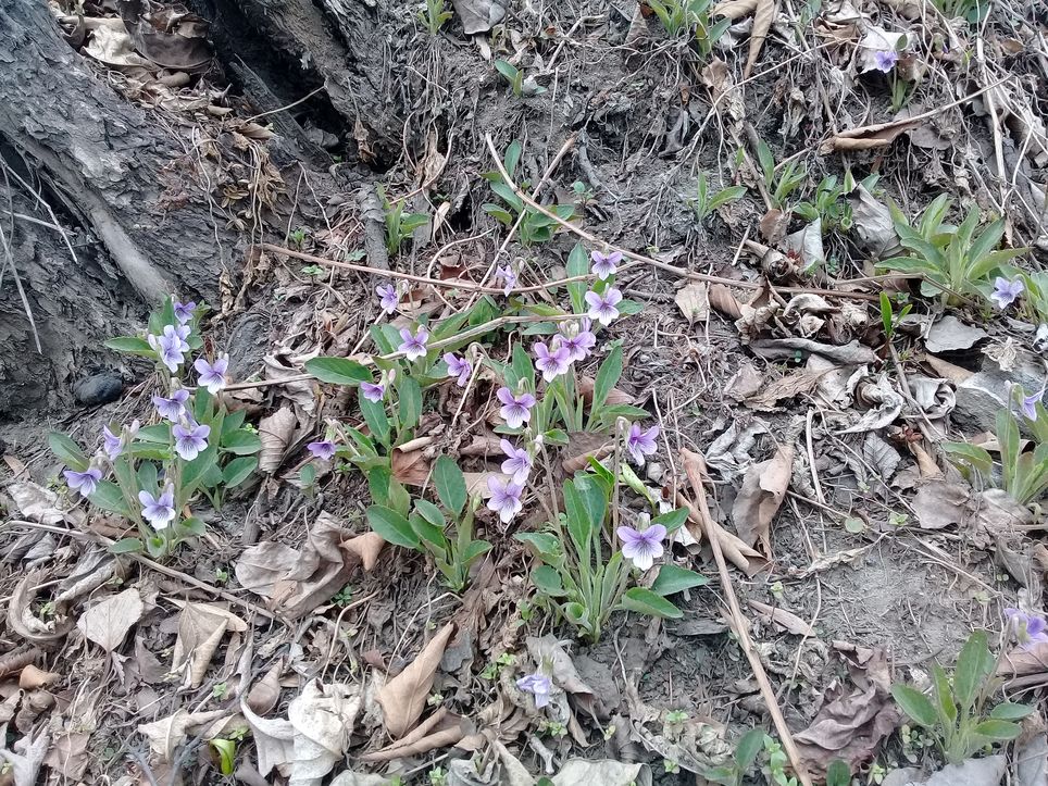20180430_122947 фиалки by . 