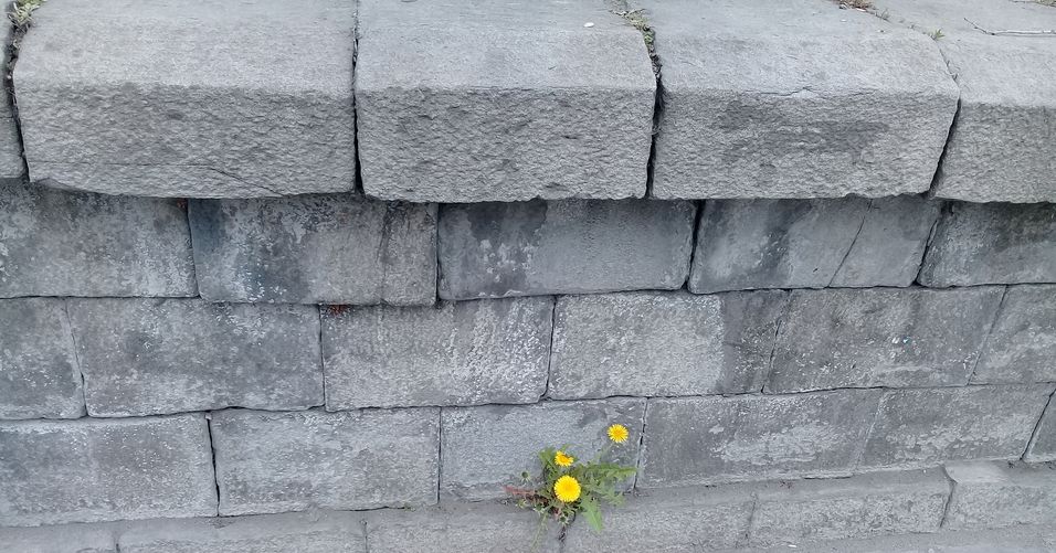 20180430_123408 одуванчик by . 