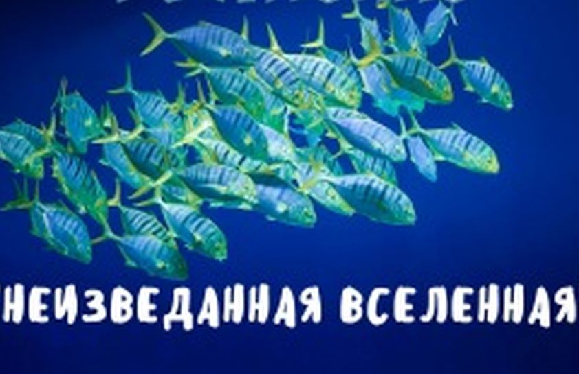 Фестиваль2017 82 by . 