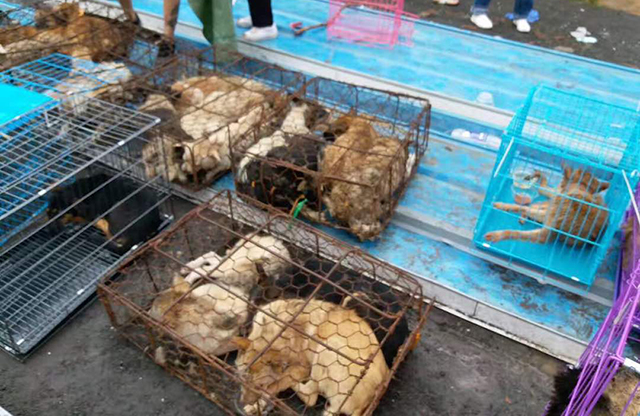 собаки Китая собаки Китая by .