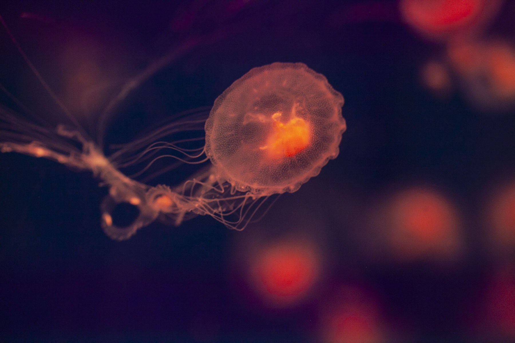 2 04 2019   хризаора пятищупальцевая (4) 2 04 2019   хризаора пятищупальцевая (4) by .