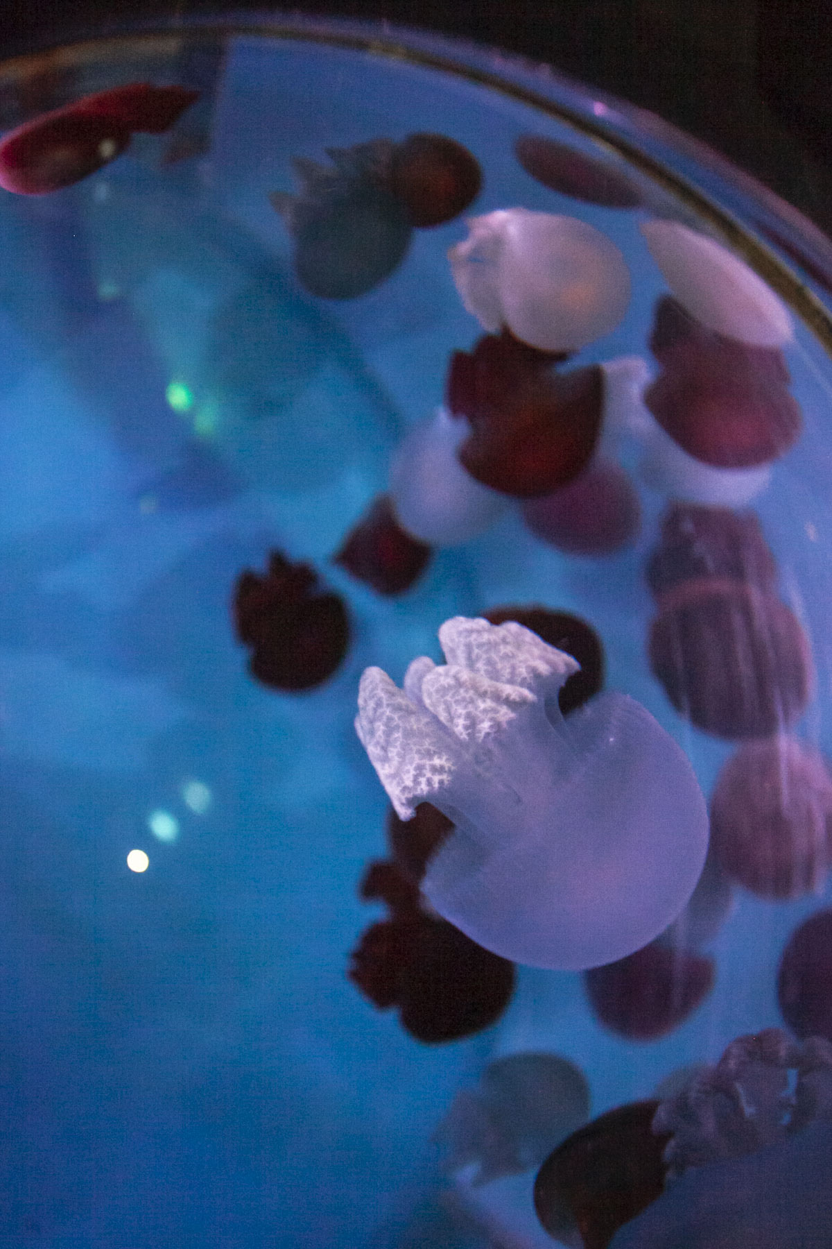 2апрел2019  катостилус мозаичный 2апрел2019  катостилус мозаичный by .