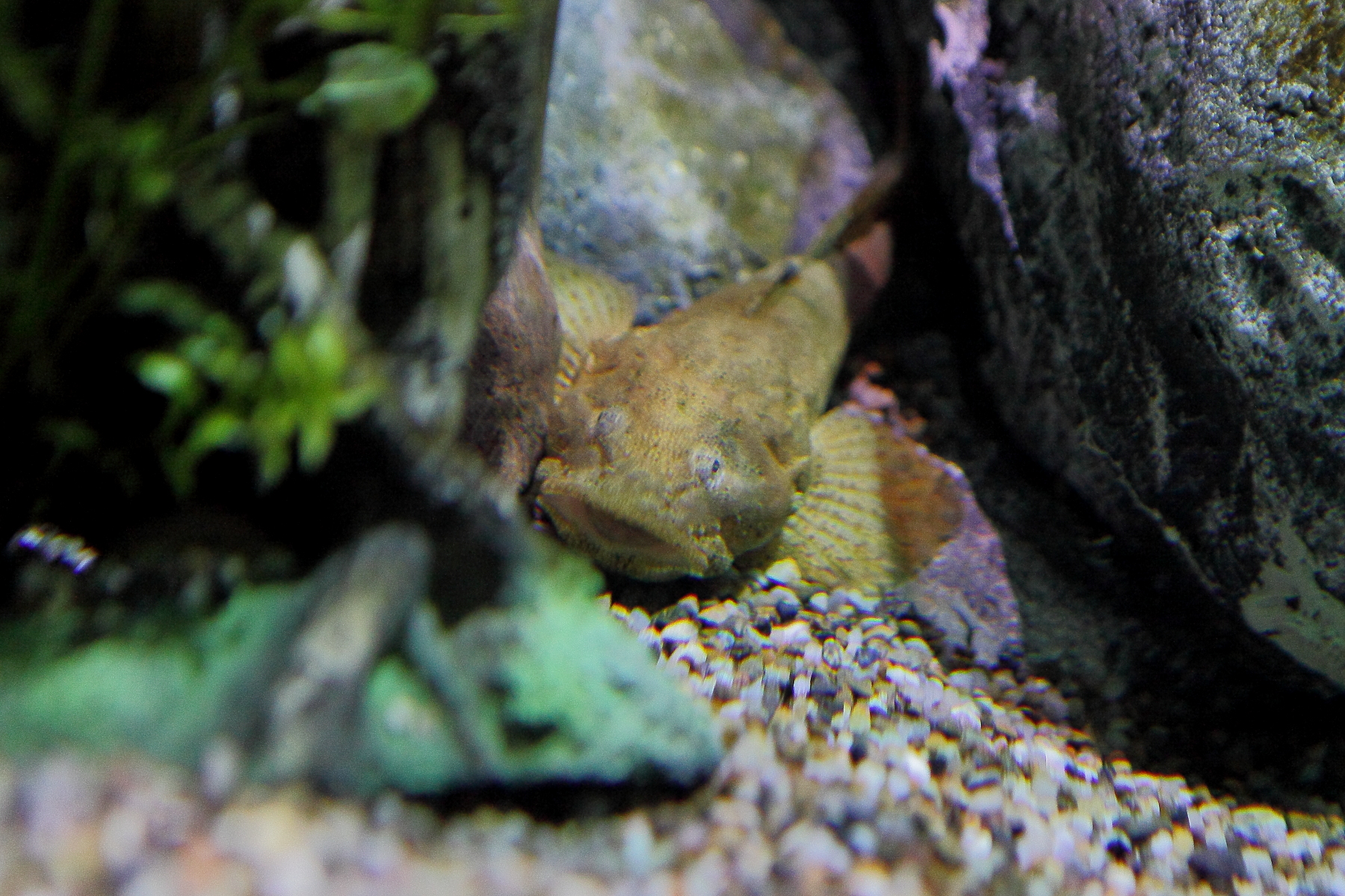 IMG_865523 амурская ш IMG_865523 амурская ш by .