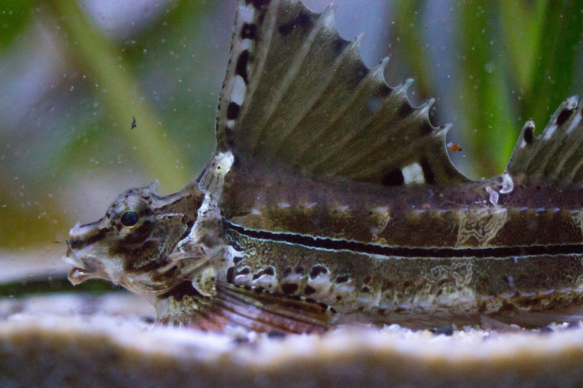 Агономал Дж IMG_9184110819 Агономал Дж IMG_9184110819 by .