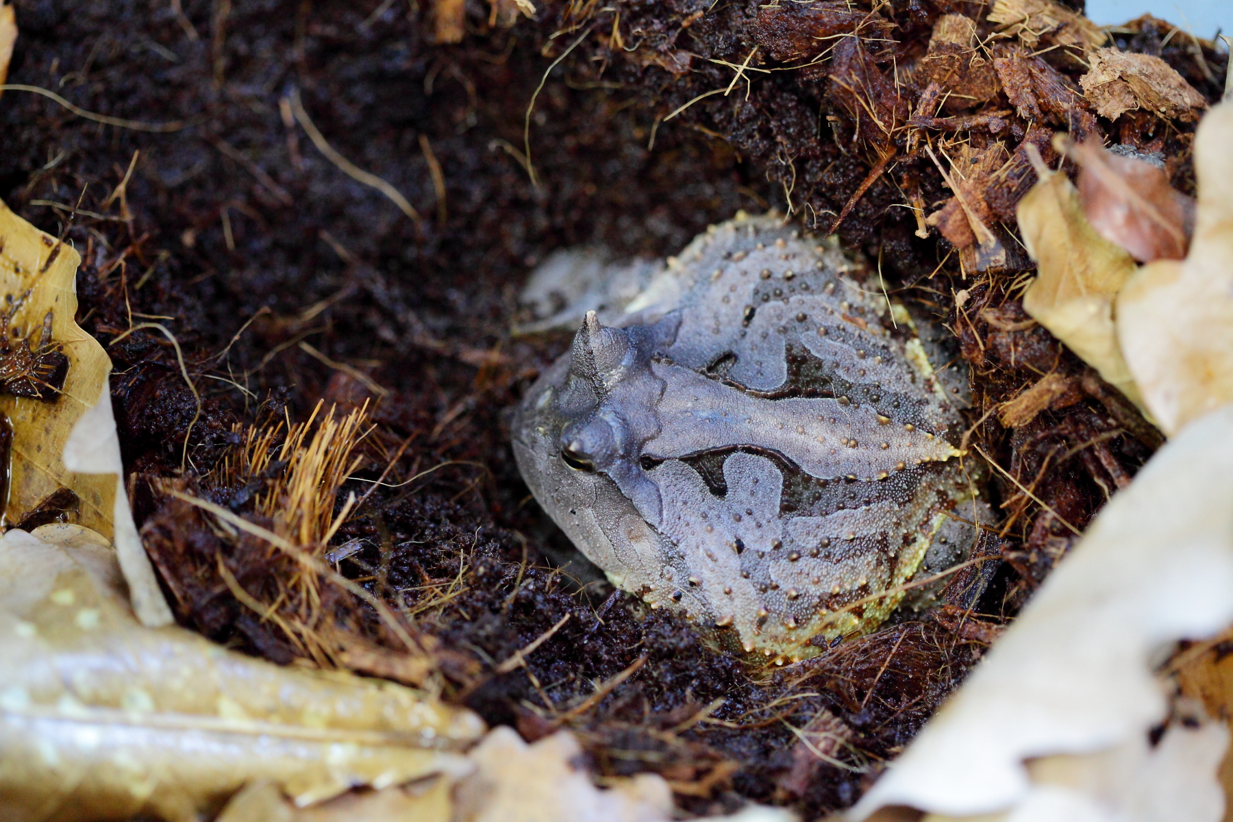 Амазонская рогатка Амазонская рогатка by .