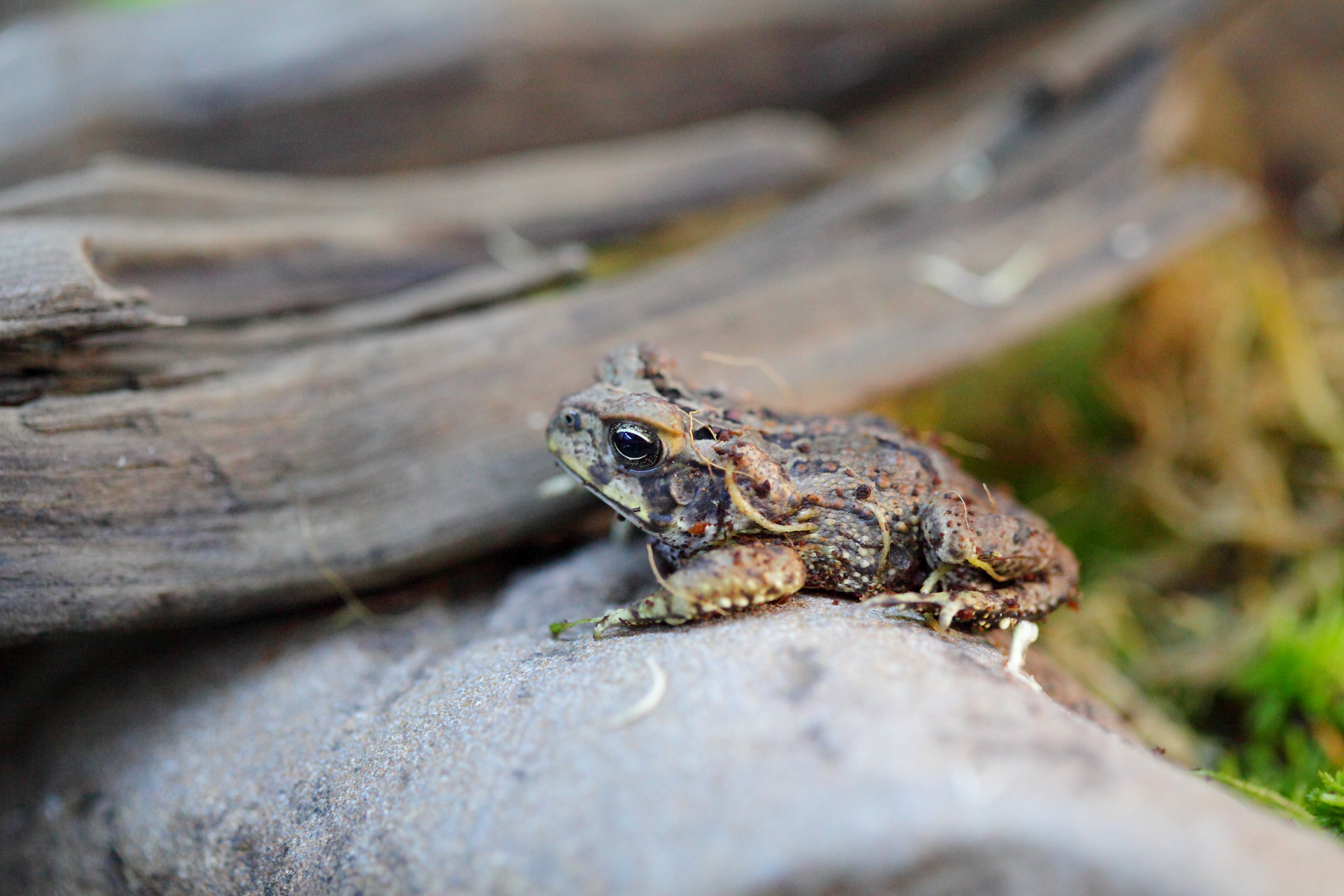 Жаба-ага Жаба-ага by .