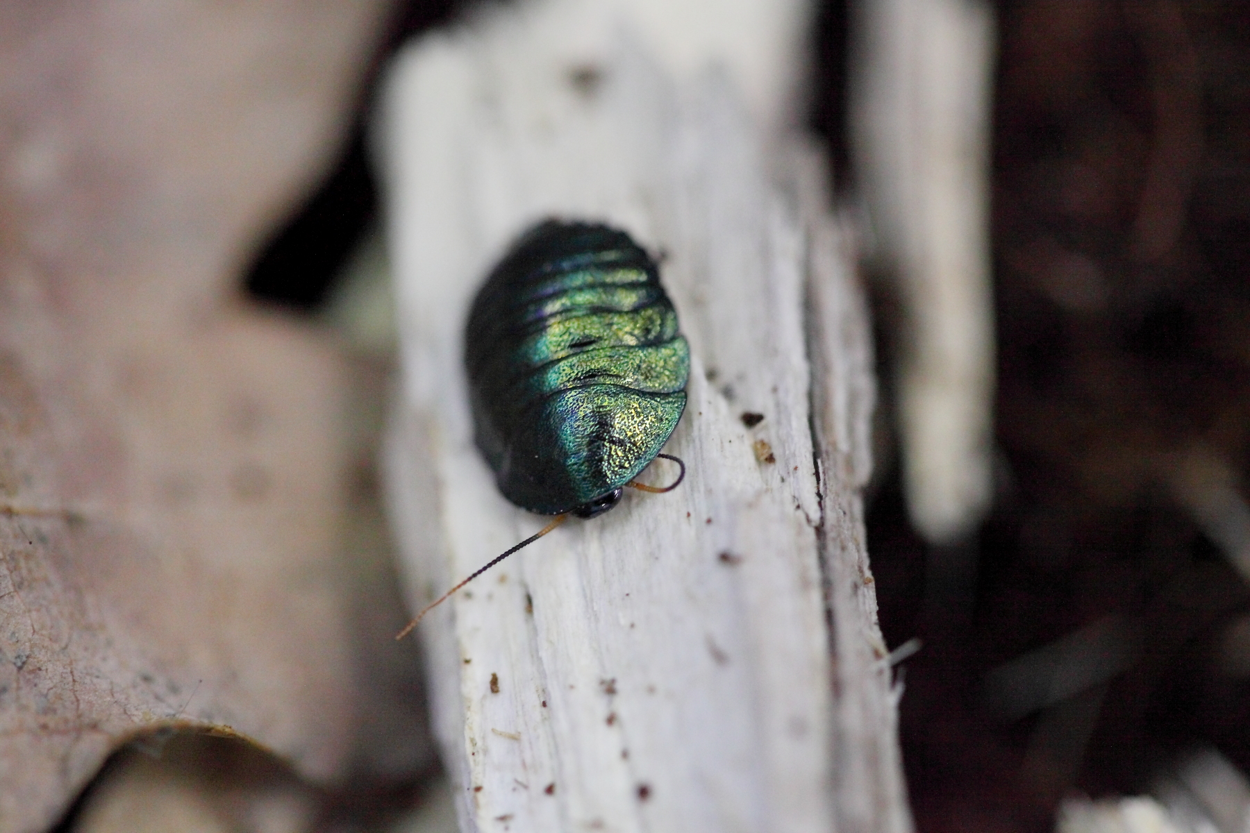 Каридидарум великолепный Каридидарум великолепный by .