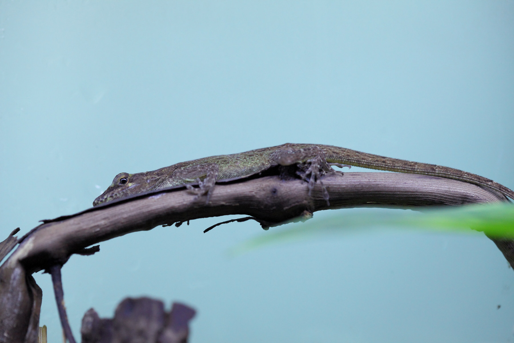 Леопардовый анолис Леопардовый анолис by .