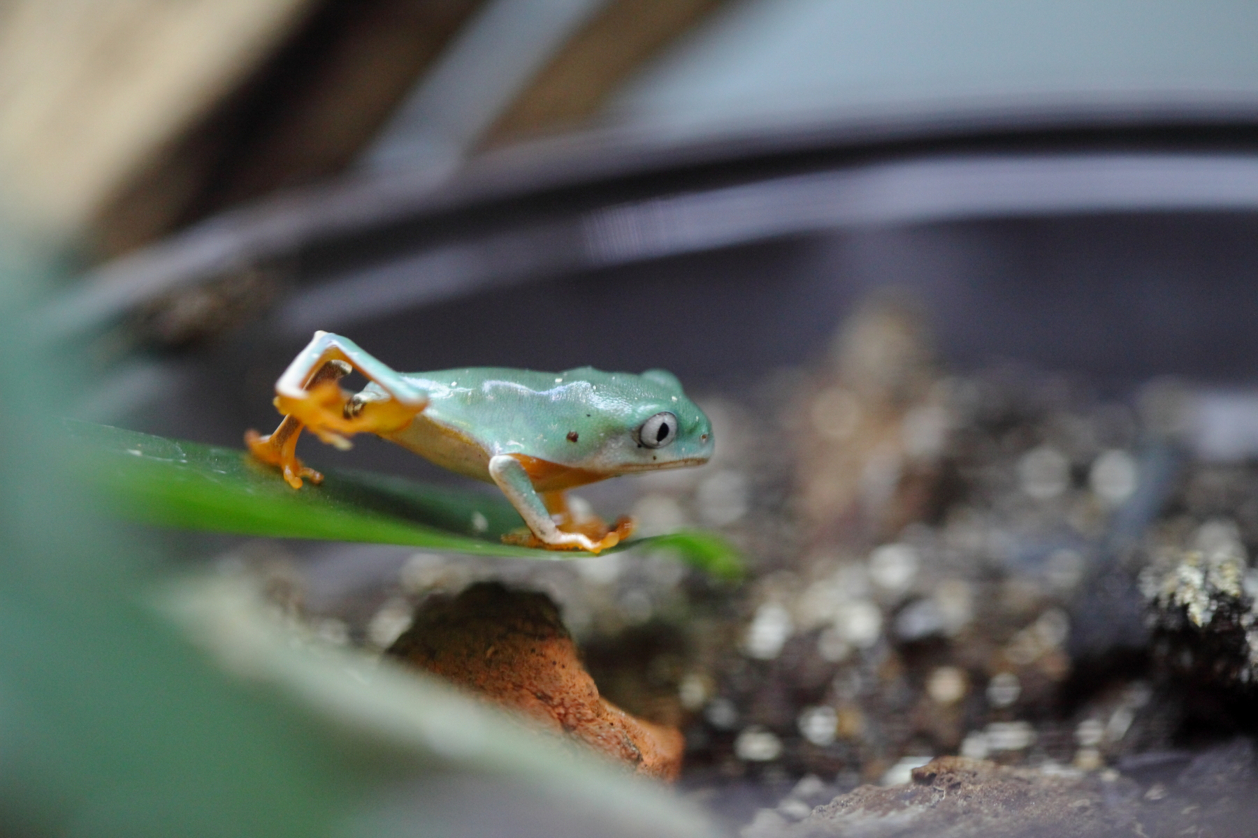 Оранжевобокая обезьянья лягушка Оранжевобокая обезьянья лягушка by .