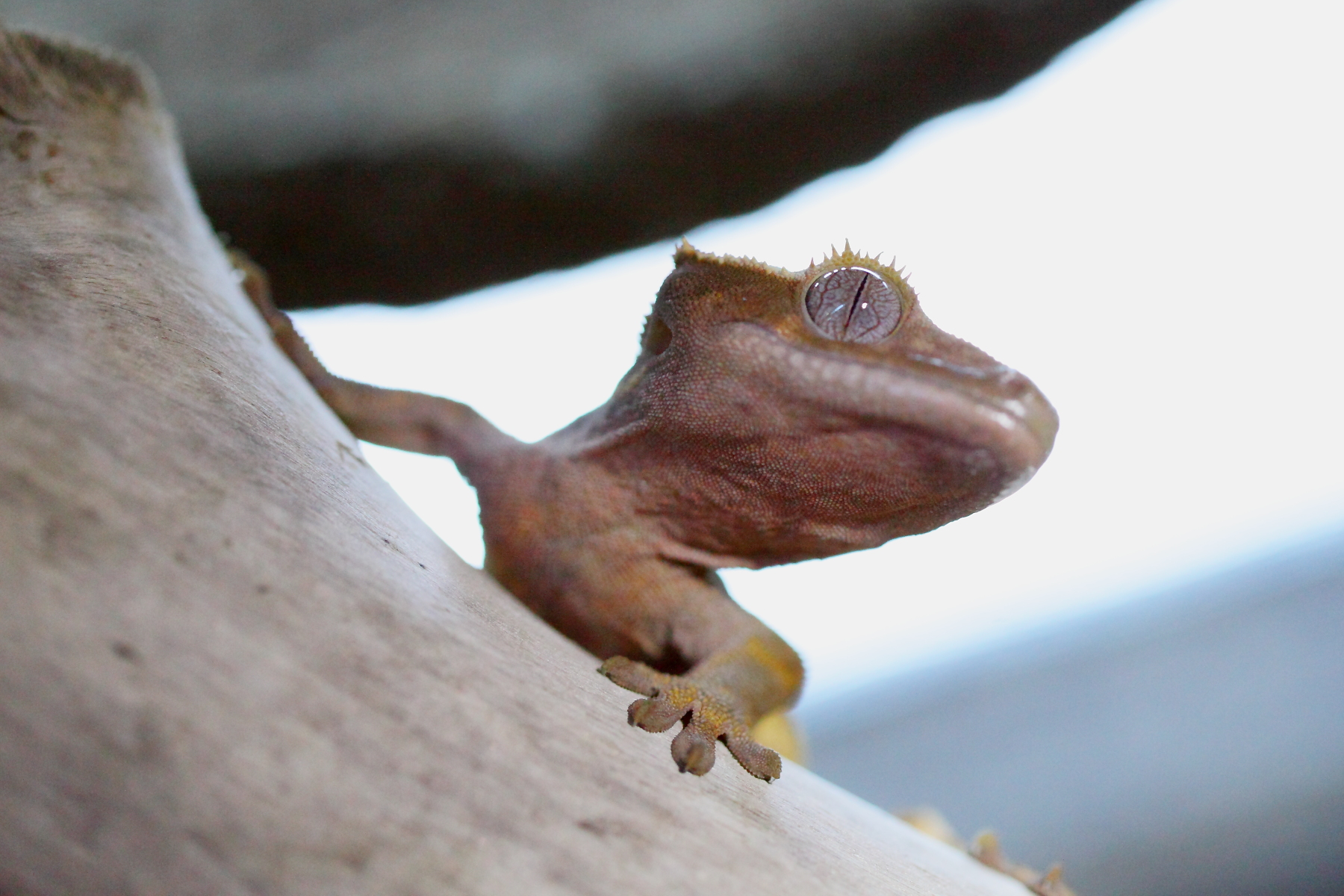 Ресничный геккон-бананоед Ресничный геккон-бананоед by .