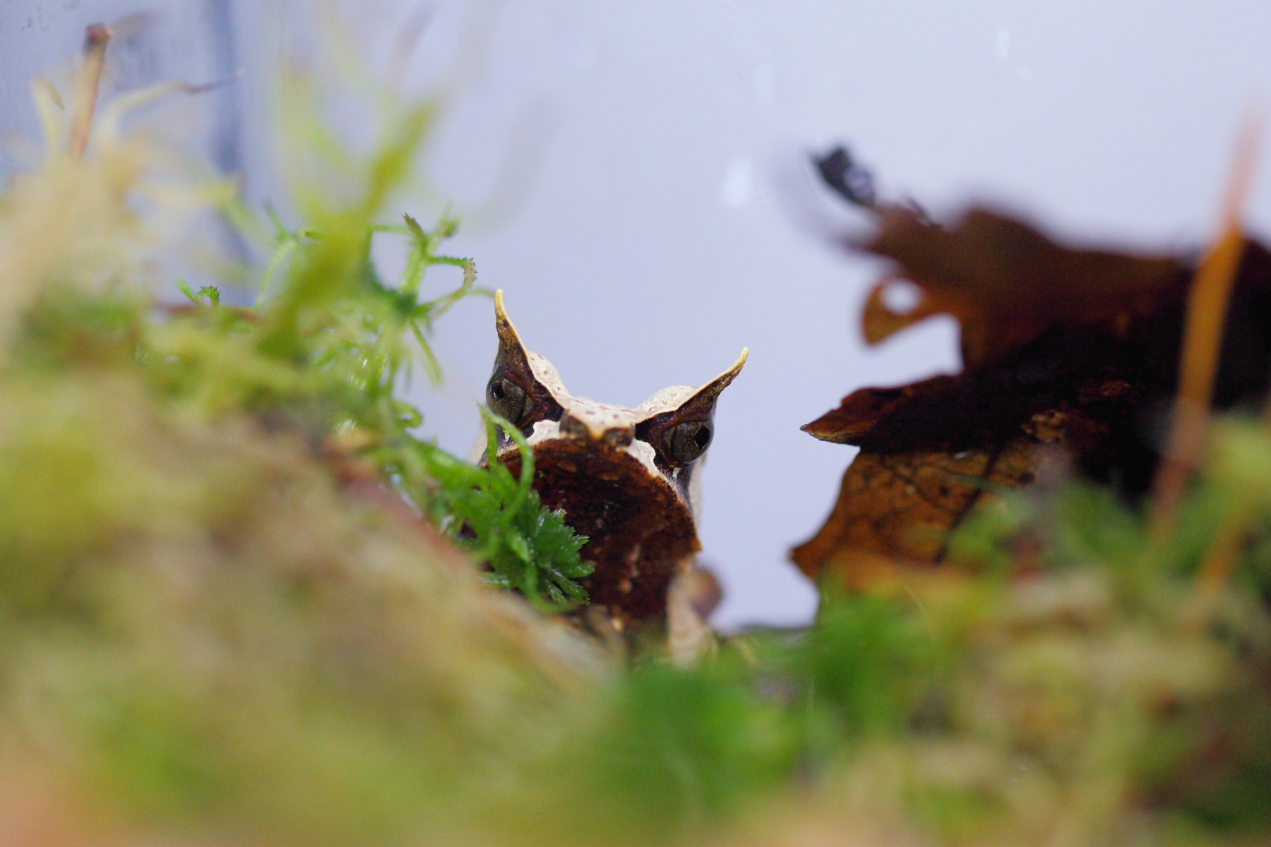 Амазонская рогатка Рогатай чесночница by .